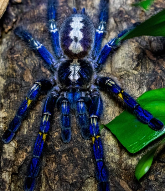 rare tarantula species rare tarantula species