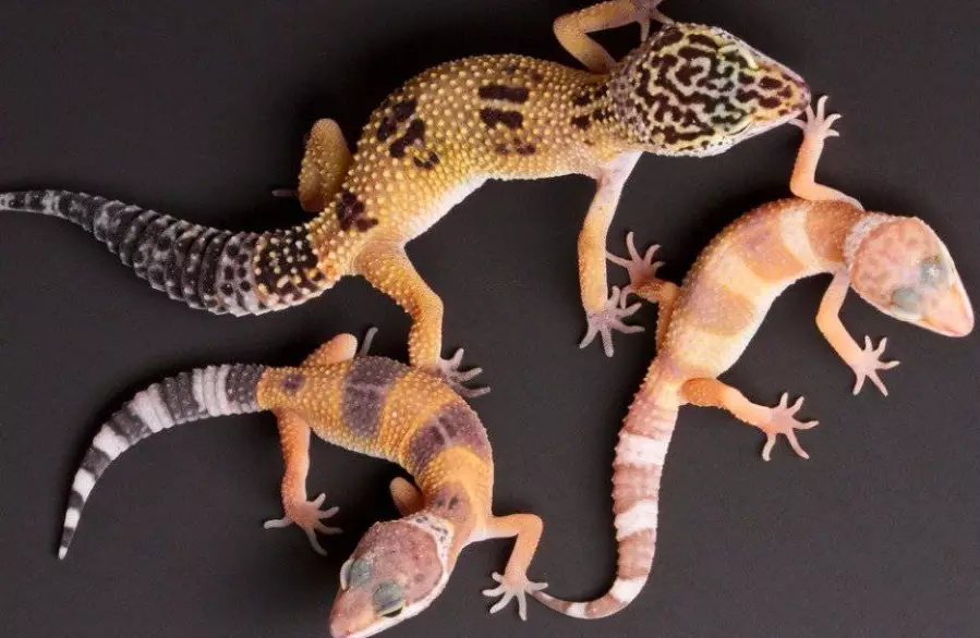 baby leopard gecko care