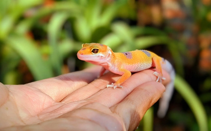 baby leopard gecko care baby leopard gecko care