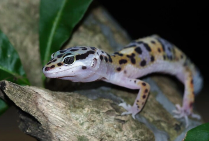 leopard gecko lifespan