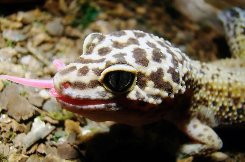 Leopard gecko morphs comparison