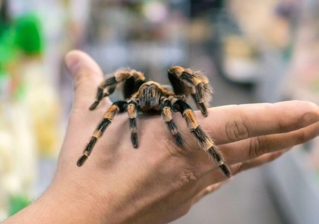 friendly tarantula