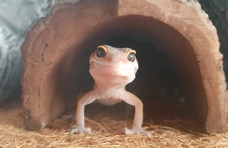 feeding baby leopard geckos
