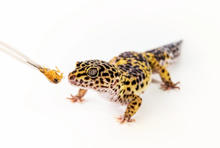 how often feed leopard gecko