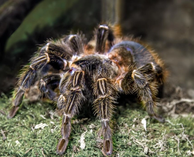 types of tarantulas