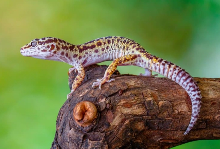 leopard gecko growth rate