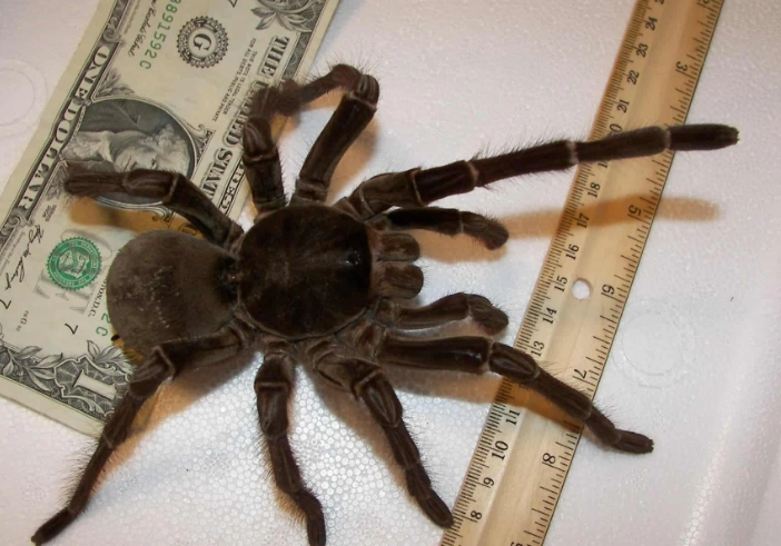 largest tarantula