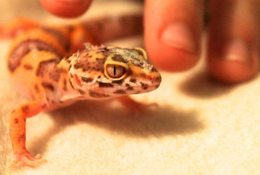 baby leopard gecko care