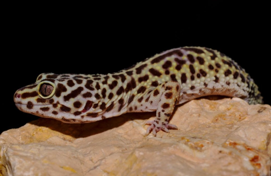 leopard gecko fasting leopard gecko fasting