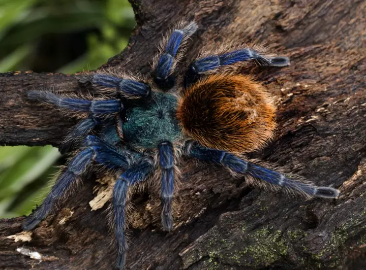 rare tarantula species rare tarantula species