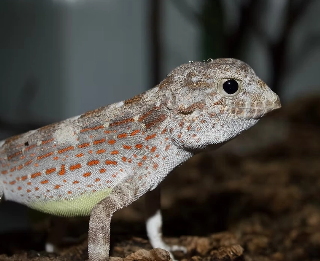 scorpion-tailed gecko care