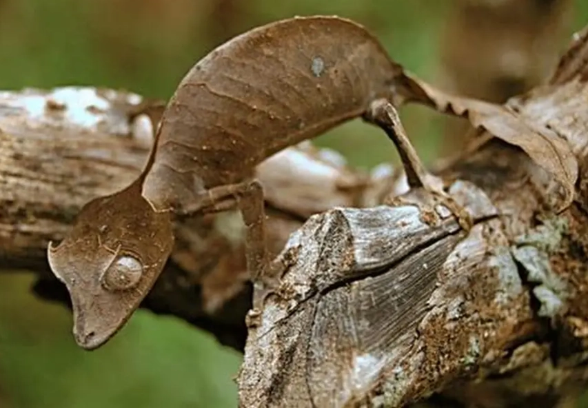 leaf-tailed gecko camouflage
