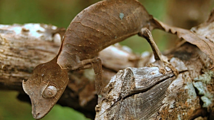 nocturnal gecko vision