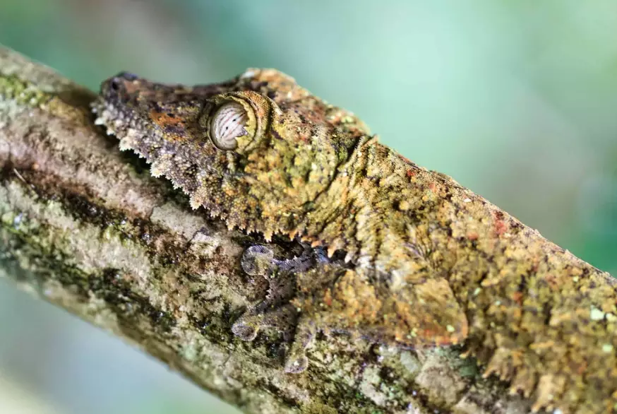 gecko eye adaptation
