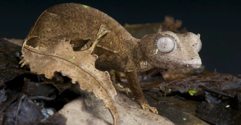 leaf-tailed gecko social behavior