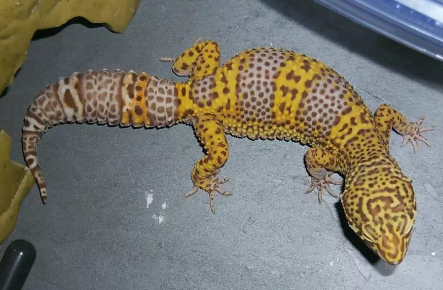 leopard gecko size by month leopard gecko size by month