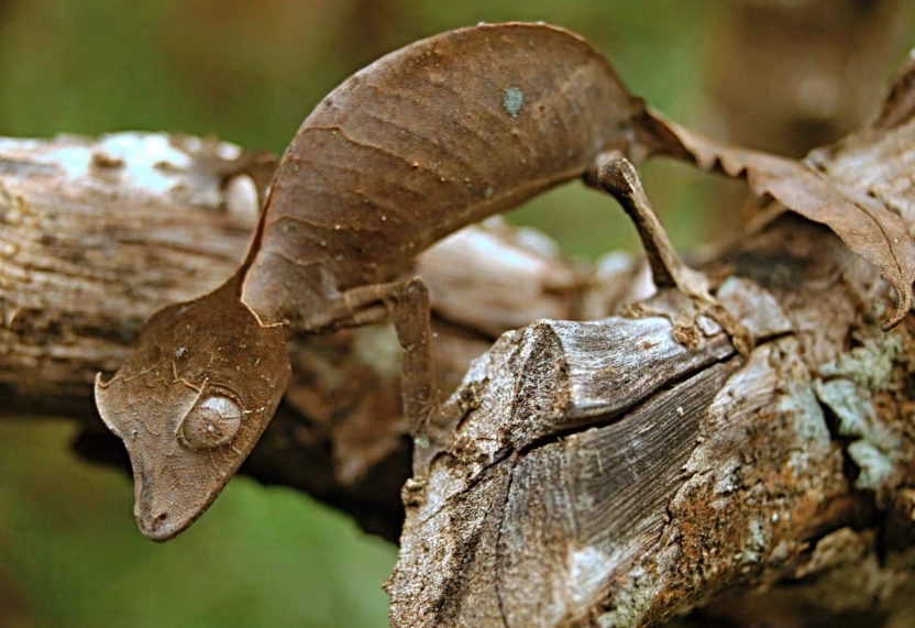 Uroplatus species