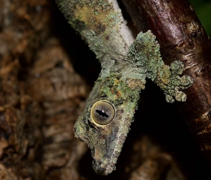 leaf-tailed gecko habitat
