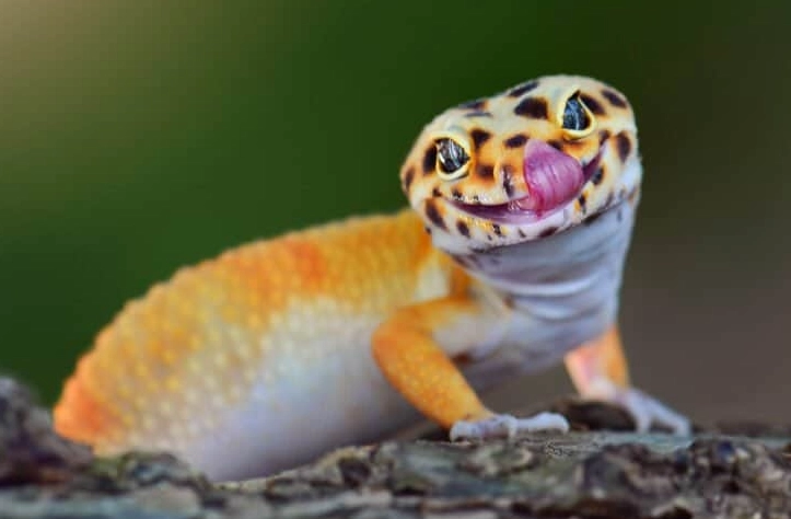 are leopard geckos friendly pets are leopard geckos friendly pets