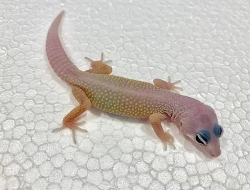 blizzard leopard gecko