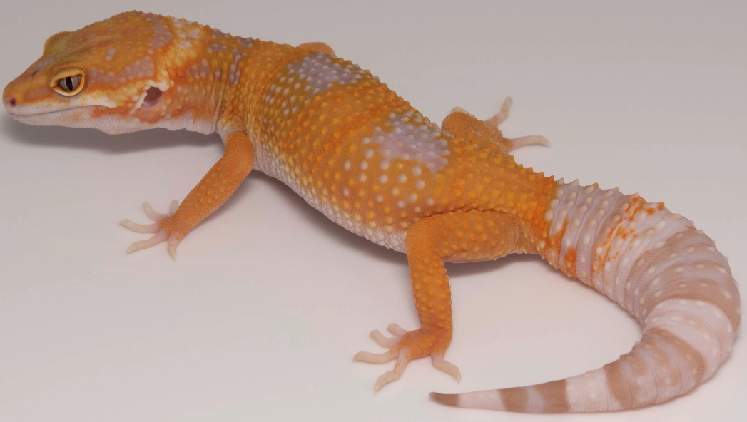 leopard gecko morphs