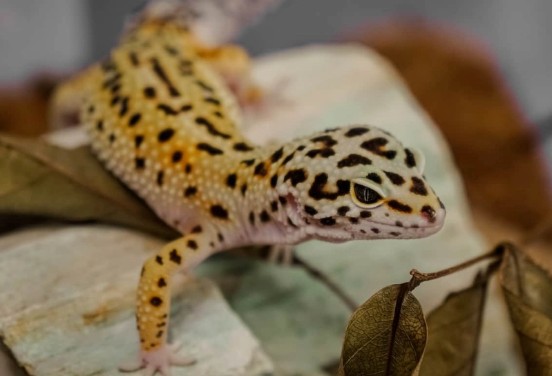 leopard gecko size by month leopard gecko size by month