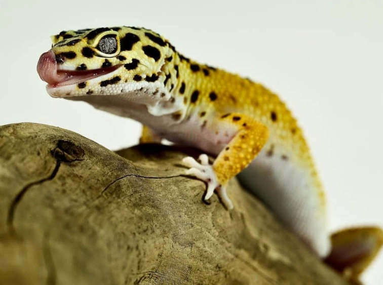 leopard gecko care chart leopard gecko care chart