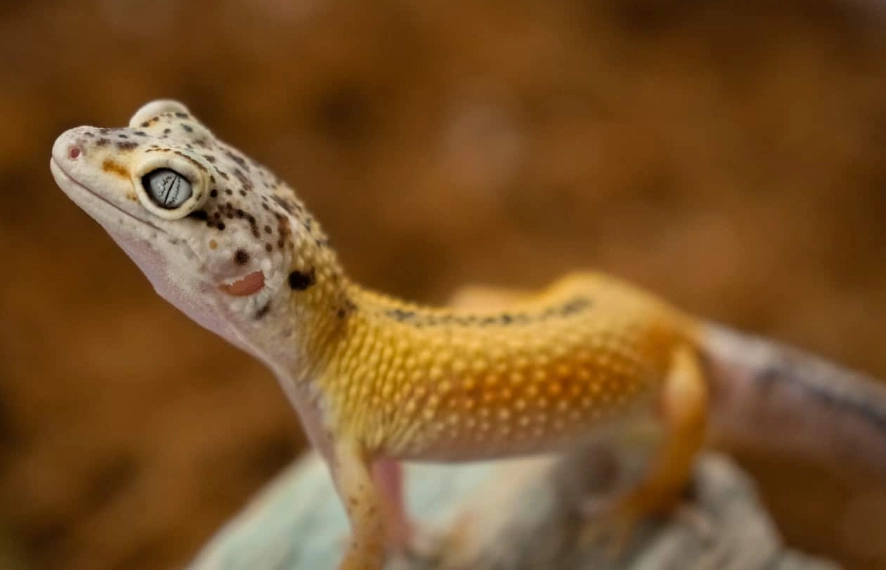 leopard gecko growth stages leopard gecko growth stages