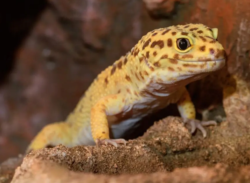 leopard gecko lifespan