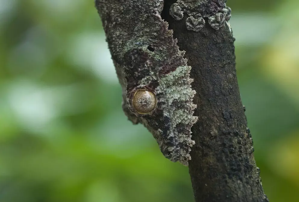 Uroplatus fimbriatus
