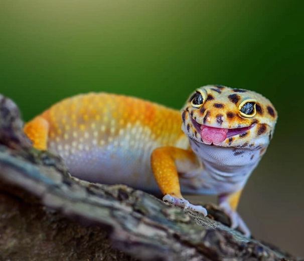 old leopard gecko