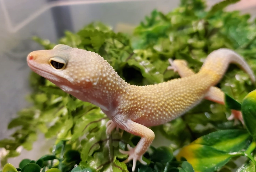 blizzard leopard gecko