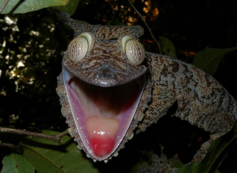 nocturnal gecko vision