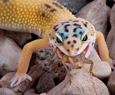 leopard gecko feeding schedule