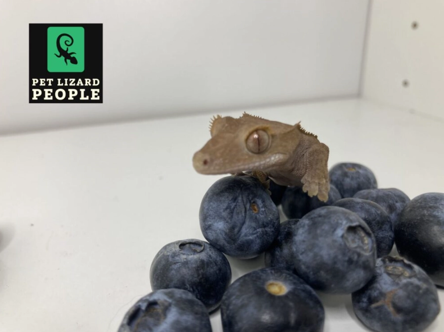 what do leaf-tailed geckos eat