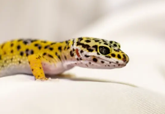 leopard gecko handling tips leopard gecko handling tips