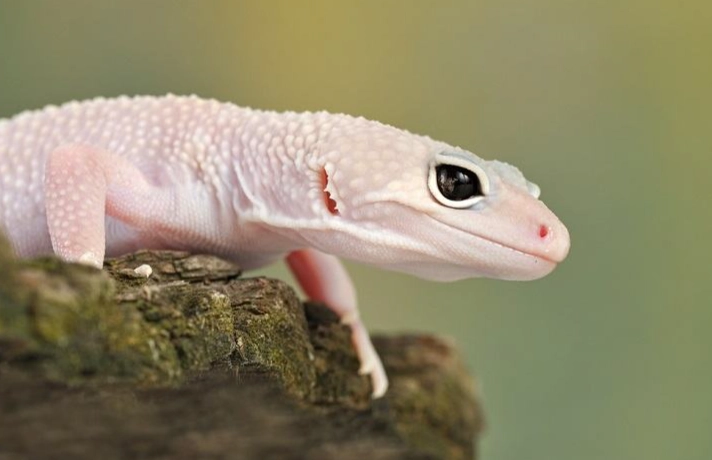 blizzard leopard gecko rare