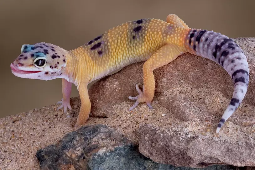 fancy leopard gecko temperament fancy leopard gecko temperament
