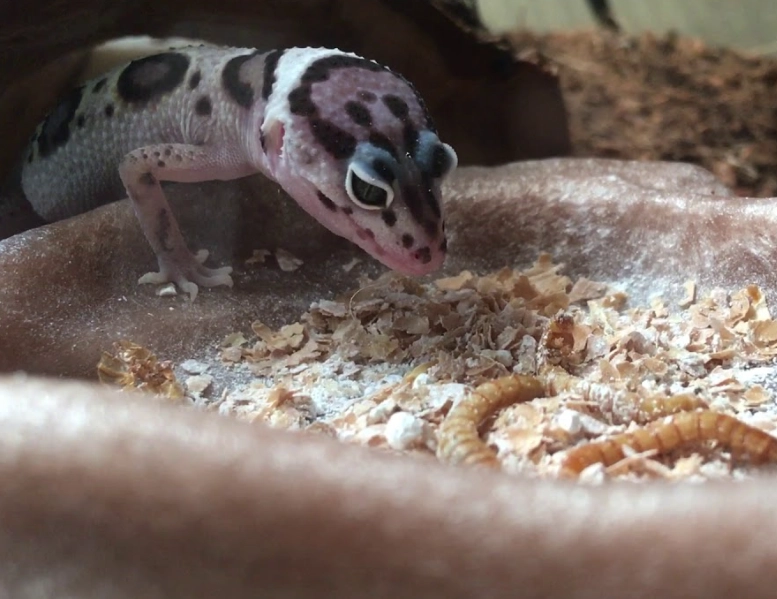 how often to feed leopard gecko
