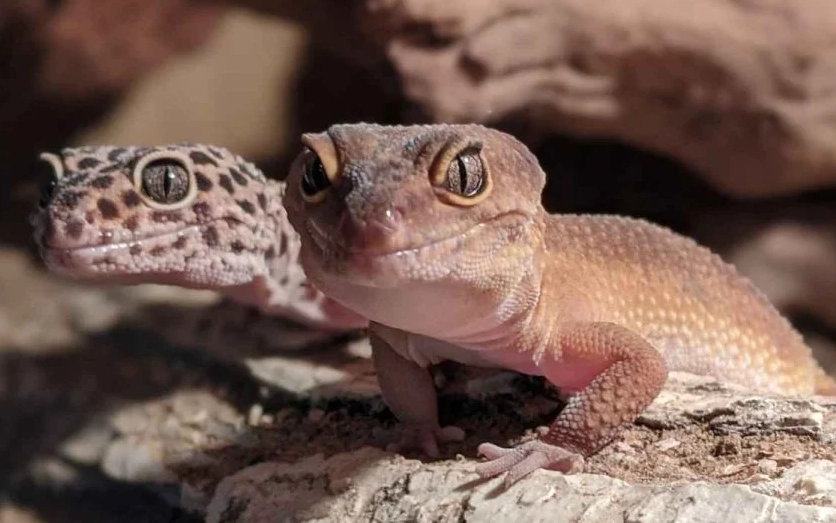 leopard gecko care