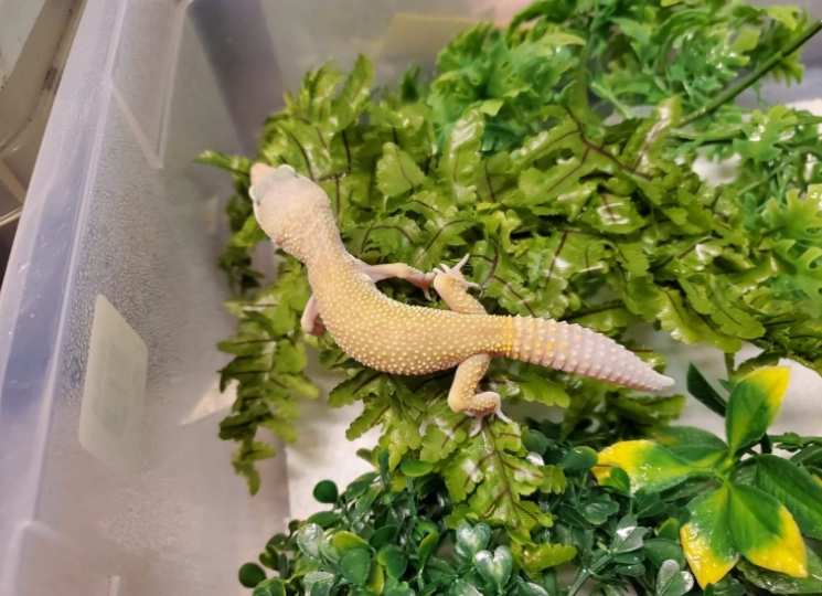 blizzard leopard gecko setup