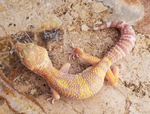 albino leopard gecko