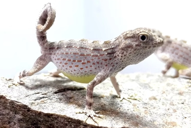 are scorpion-tailed geckos good pets