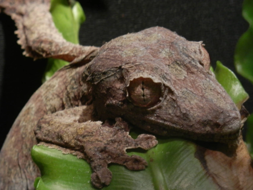 leaf-tailed gecko pet