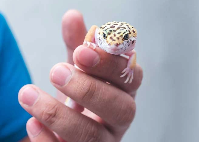 fancy leopard gecko temperament fancy leopard gecko temperament