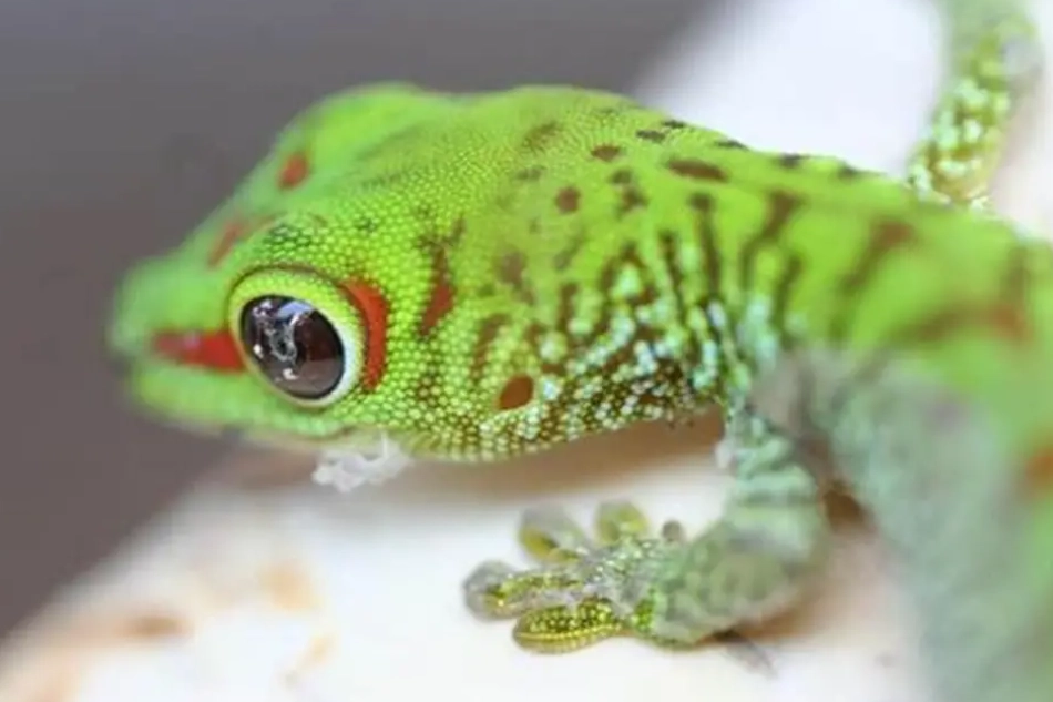 feeding leaf-tailed gecko