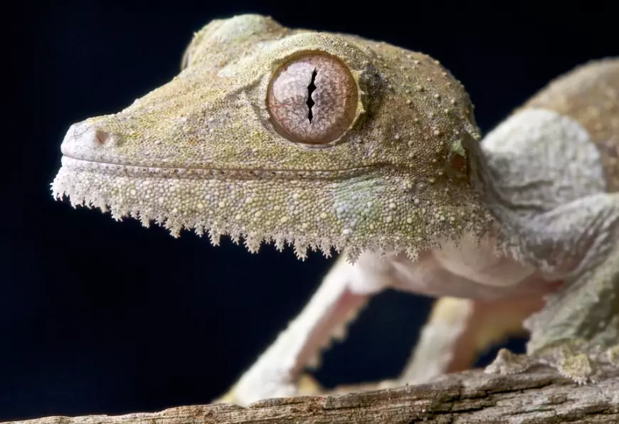 leaf-tailed gecko big eyes