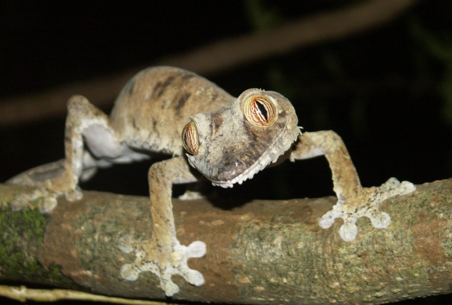 Madagascar leaf-tailed gecko