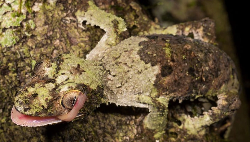 mossy leaf-tailed gecko care