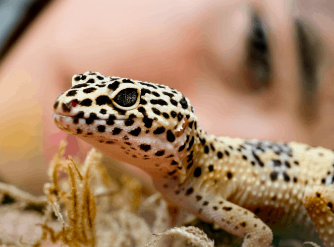 leopard gecko growth stages leopard gecko growth stages